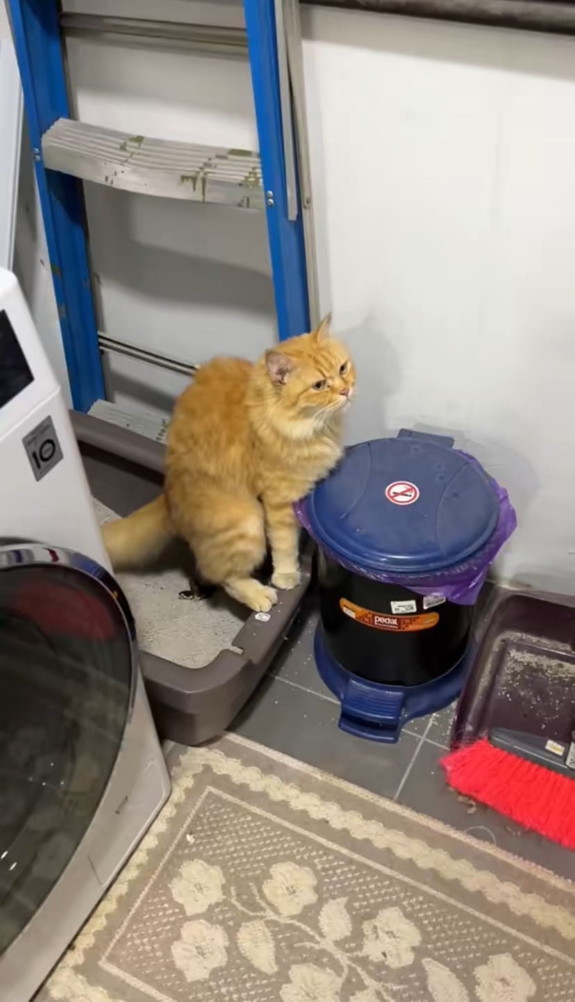 Oyen pooping inside litter box