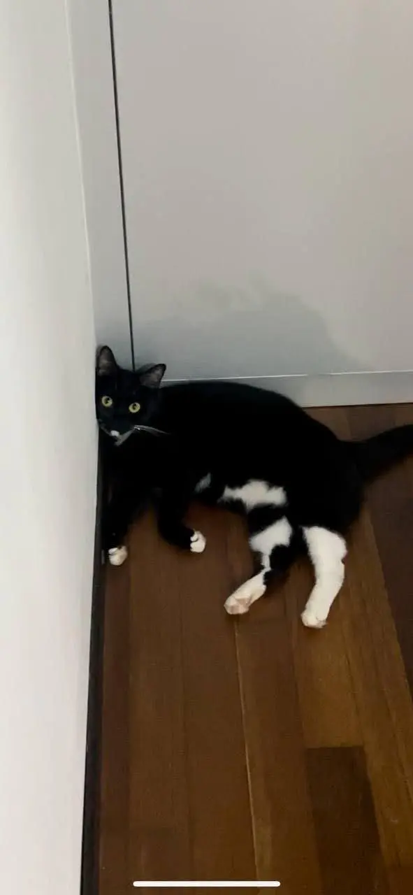 Coraline leaning by the wall