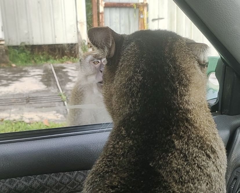 cat and monkey in heated argument 