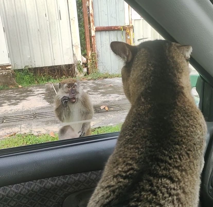 cat and monkey in heated argument 