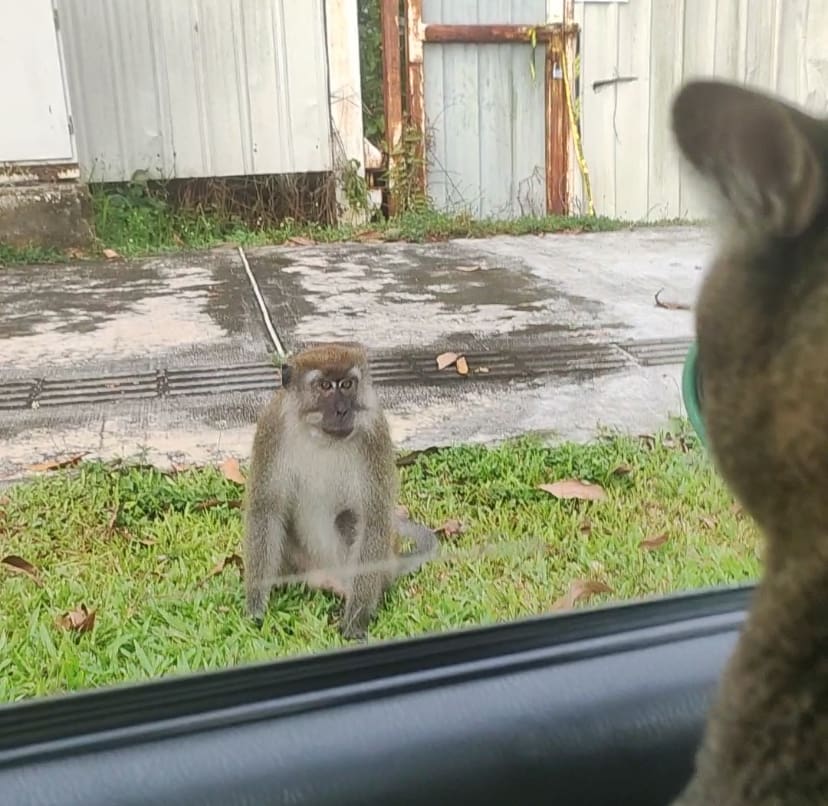 cat and monkey in heated argument 