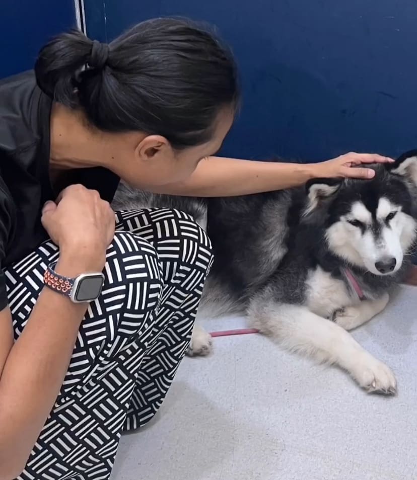 husky rescued by shima aris