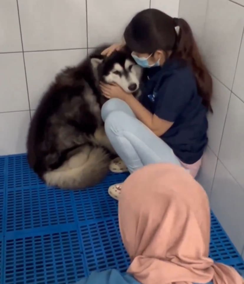 husky rescued by shima aris