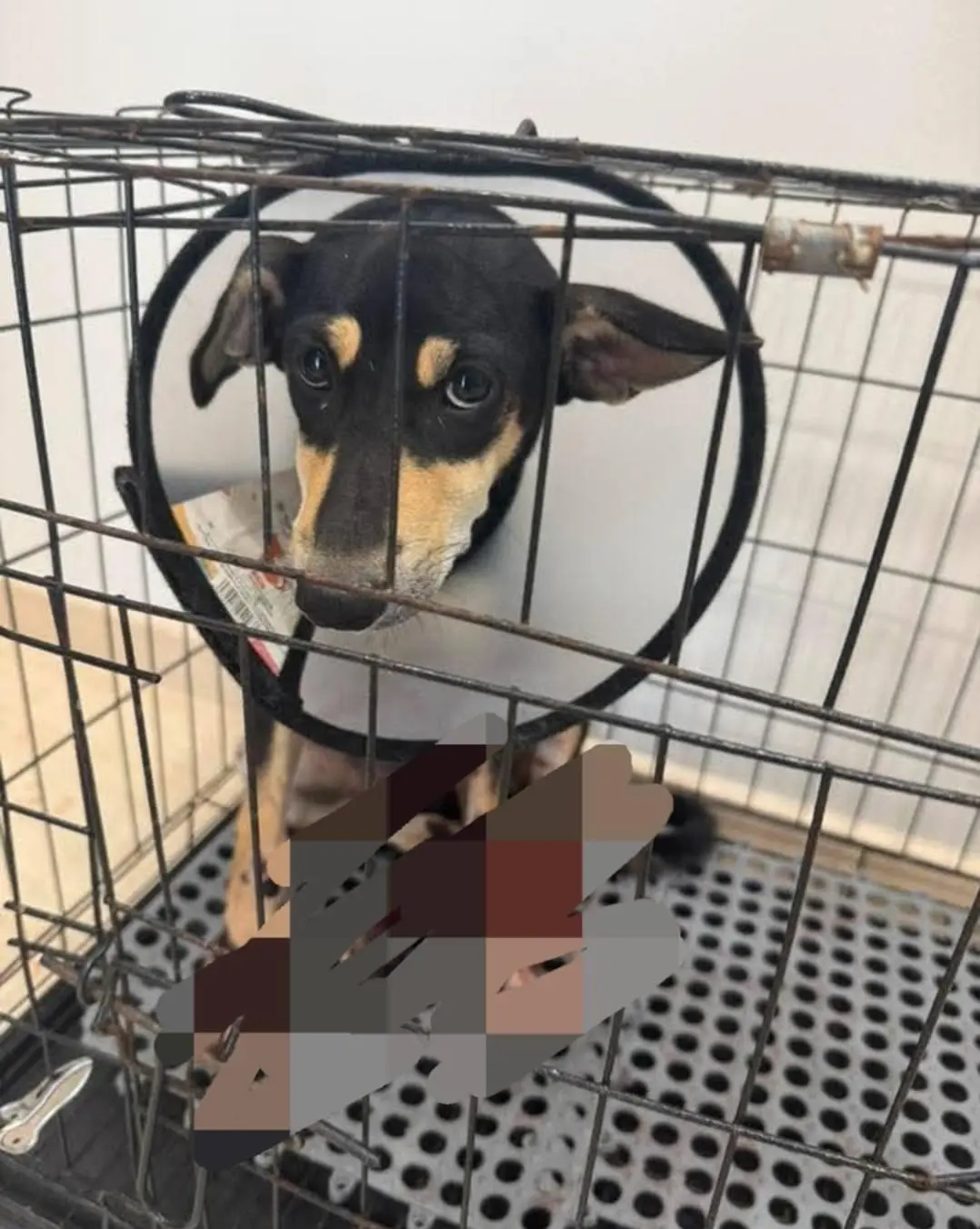 Injured puppy at vet clinic in Kedah