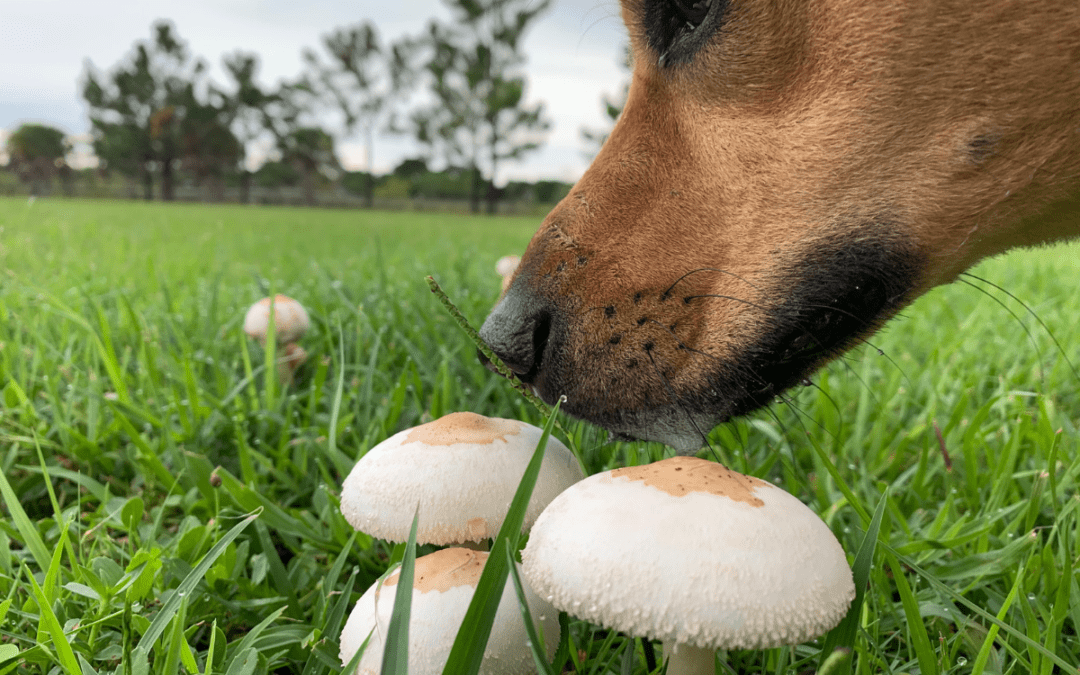 dog smelling mushrooms