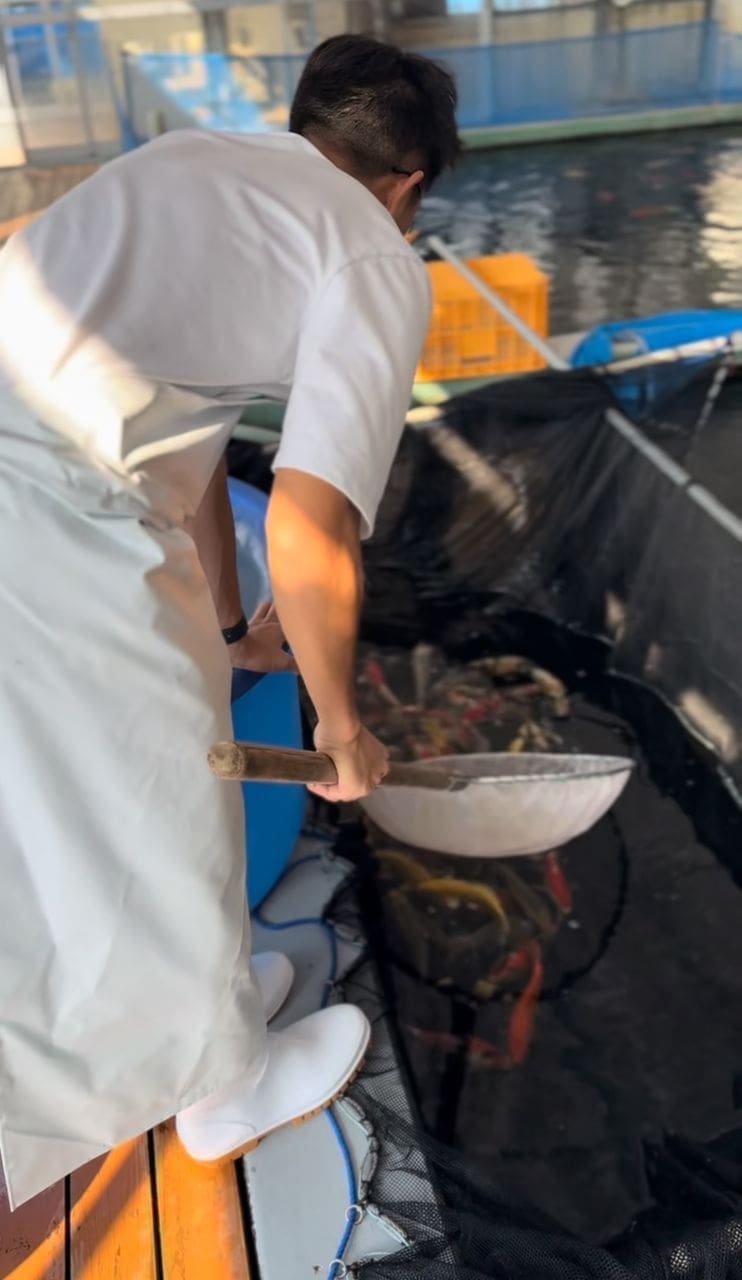 Kai Sheng handling Koi fish