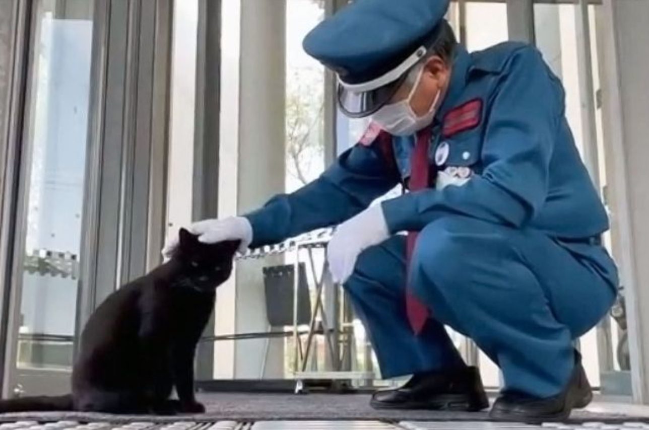 Ken-chan, The Cat Who Tried To Enter A Museum In Japan For 8 Years, Has Passed Away