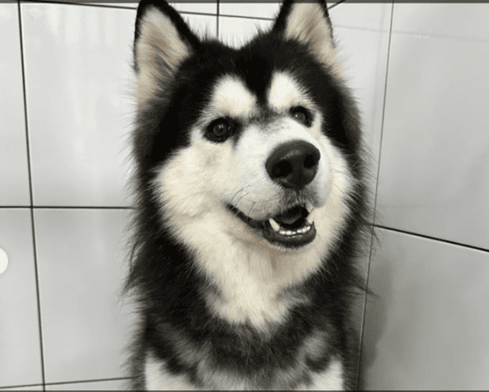 Kitster Husky 2