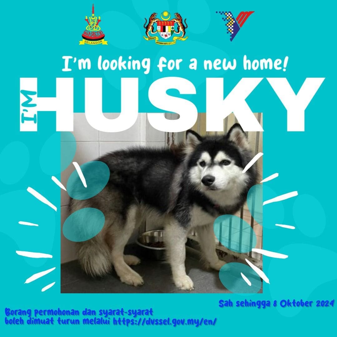 Kitster The husky