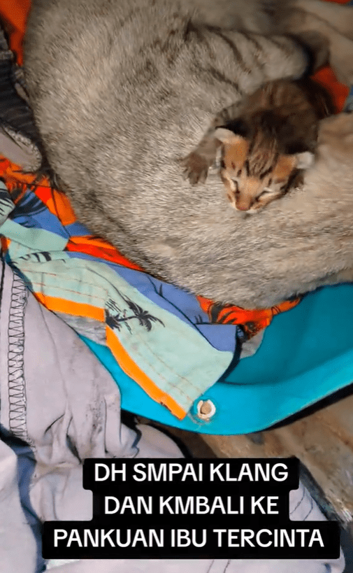 Kitten reunited with its mother