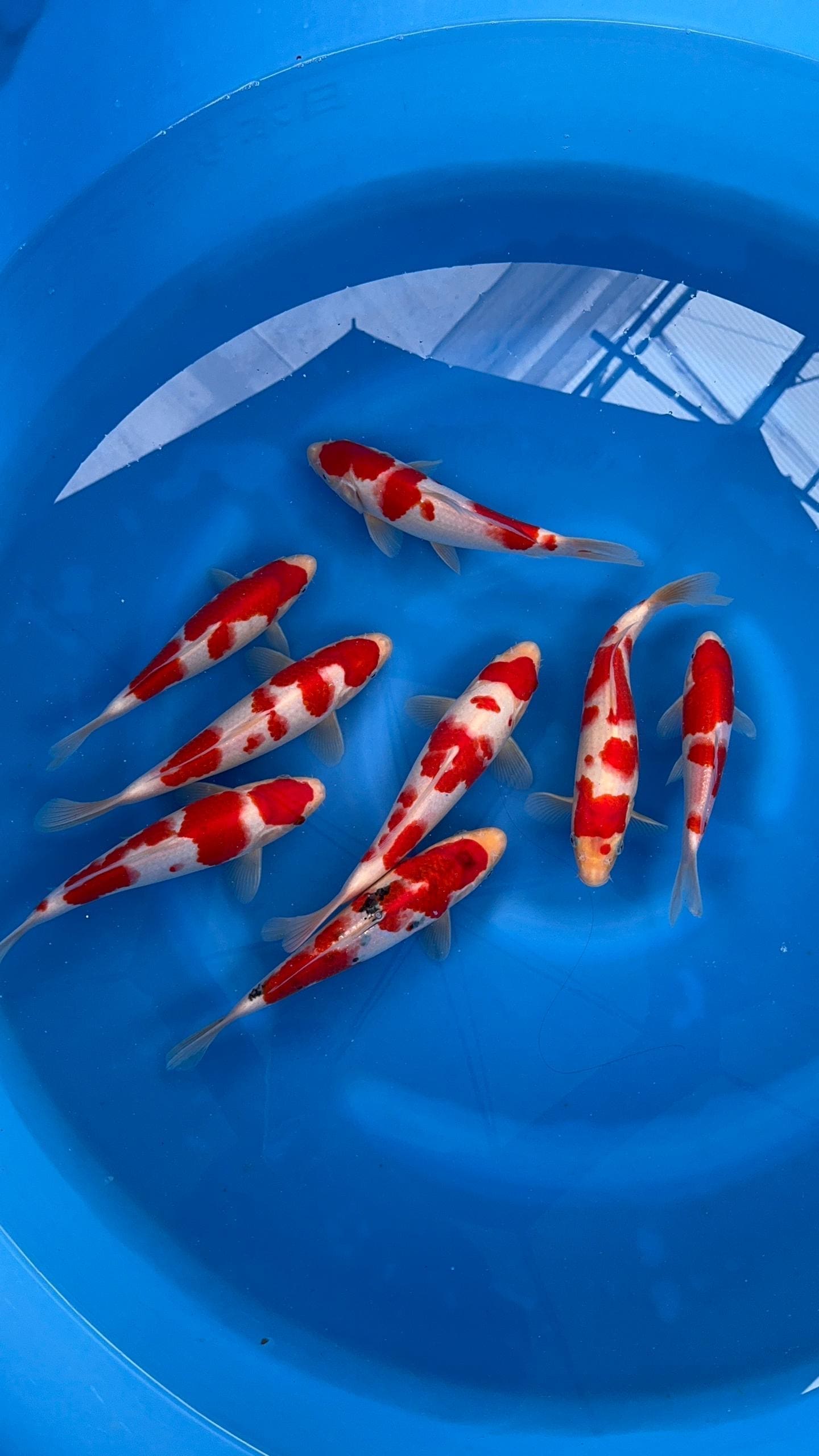 Koi fishes at Megumi
