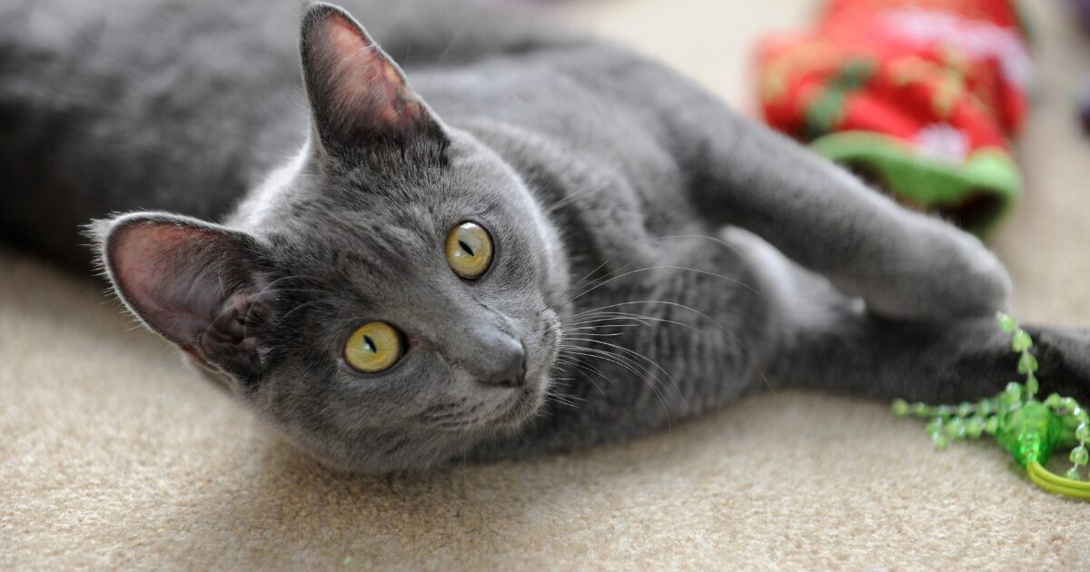 Korat (Si-Sawat cat)