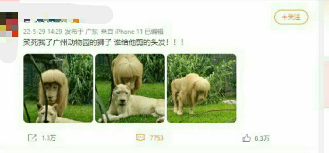 Guangzhou zoo denies giving lion straight fringe
