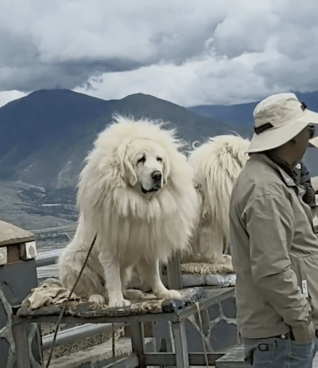 Labradror disguises as Tibetan Mastiff 01
