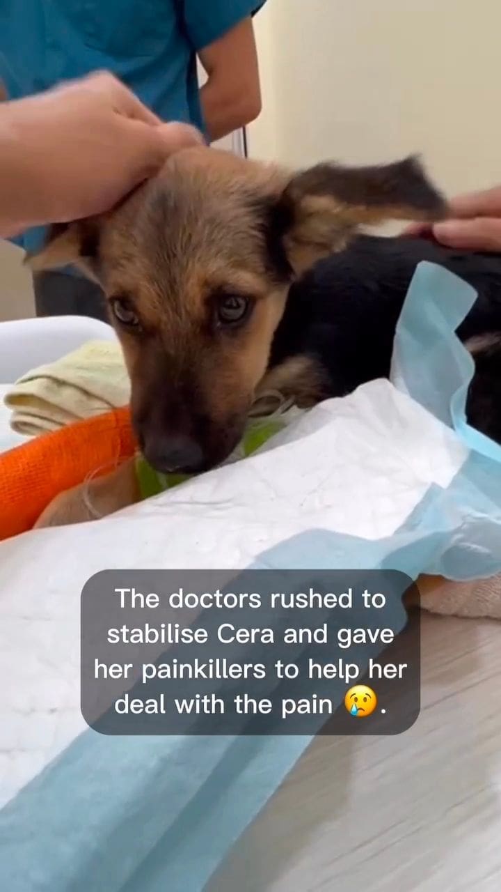 M’sian Man Hits Puppy Over 10 Times With Stick, Threatens To Hit Those Who Intervene