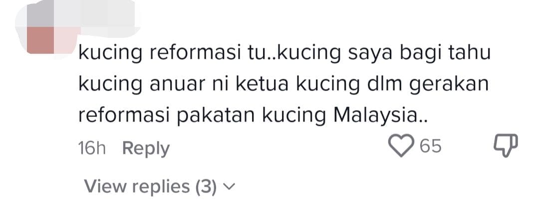 Anwar Ibrahim's Cat Named Billy Warms The Hearts Of Reporters & Netizens