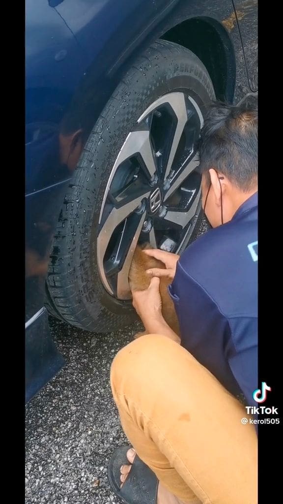 Chubby Puppy Stuck In Car Tyre Rim Wins Netizens Over With It's Adorableness