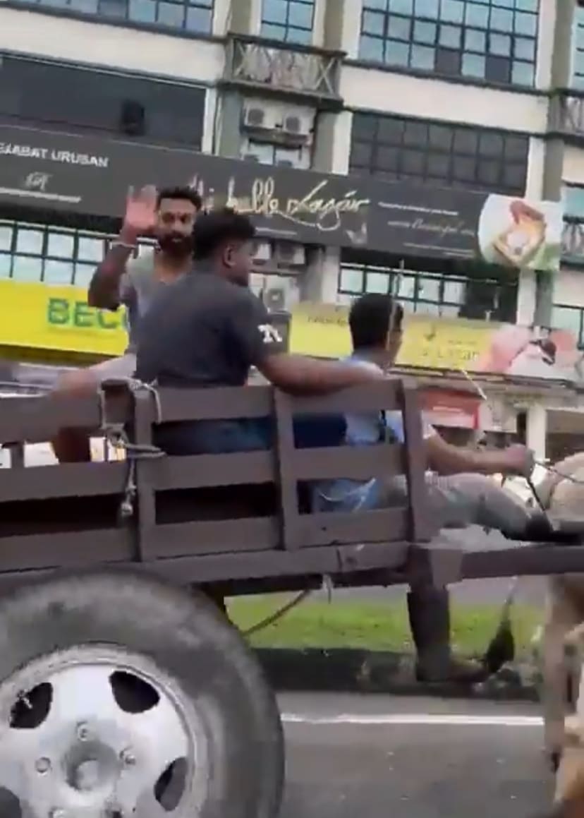 "Better Than Tesla" — 3 Men Seen Riding Bull Cart Along The Road In Taman Serdang Perdana
