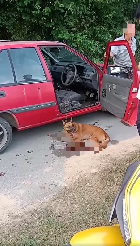 Dog Found Chained And Dragged On The Road In Port Dickson, Later Dies Of Its Injuries