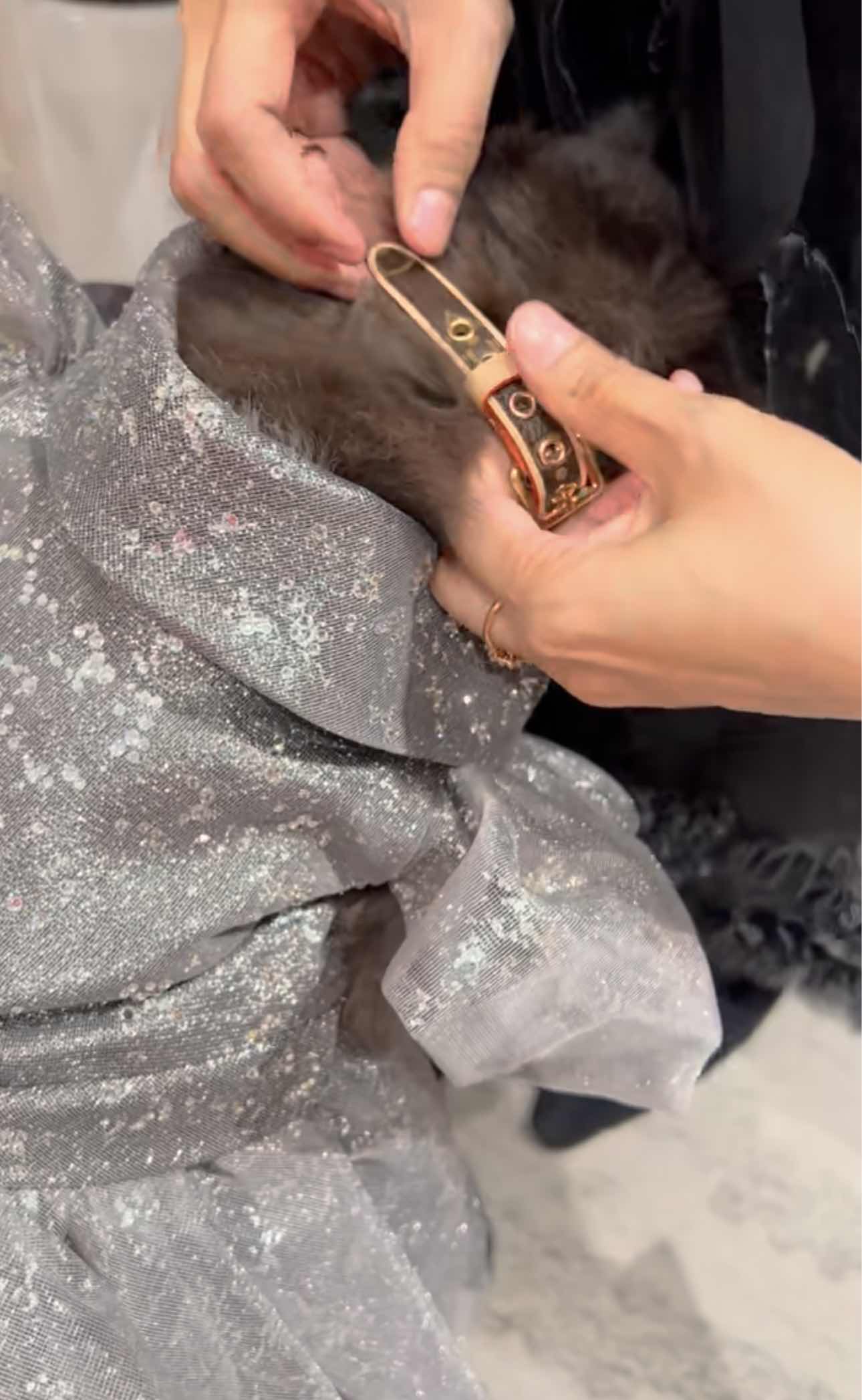 Cat wears LV collar