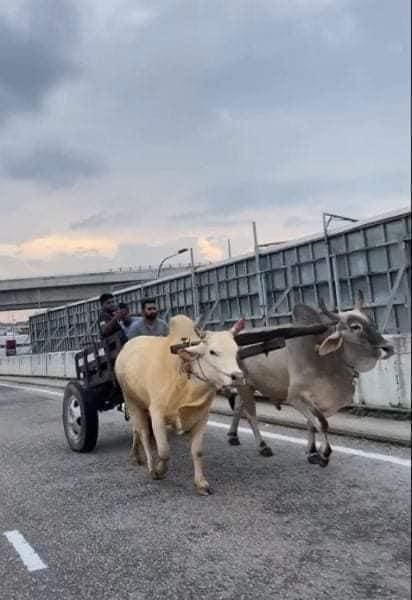 "Better Than Tesla" — 3 Men Seen Riding Bull Cart Along The Road In Taman Serdang Perdana