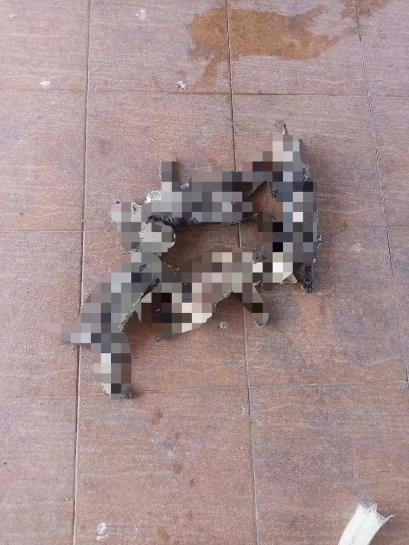 Several kittens drowned to death at Jerantut, Pahang