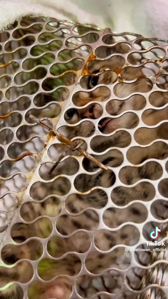 Kitten caught in rat trap