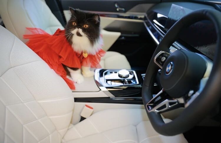 Haliza Maysuri's pet cat inside BMW i7