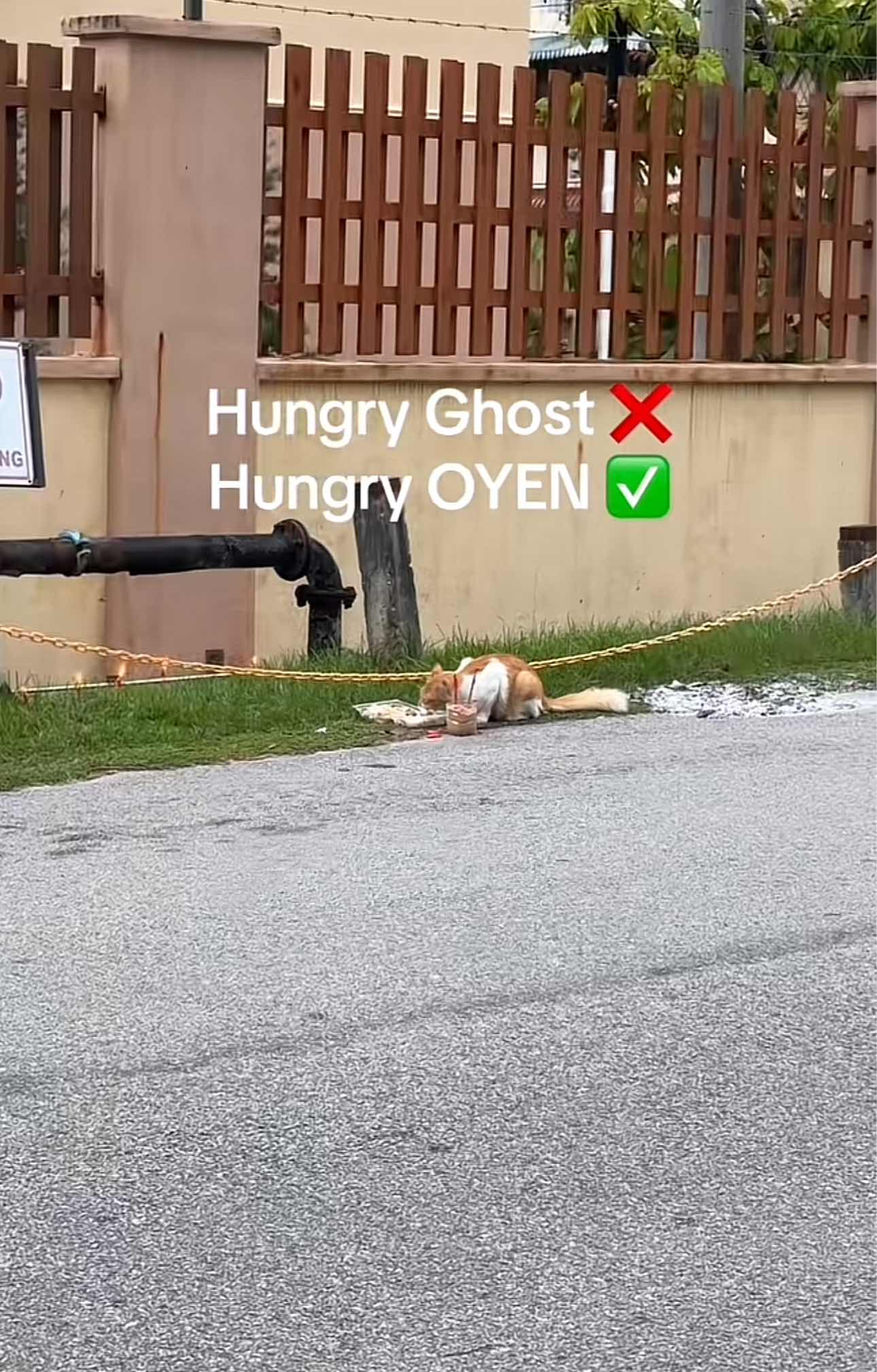 Oyen finishing it's food near roadside