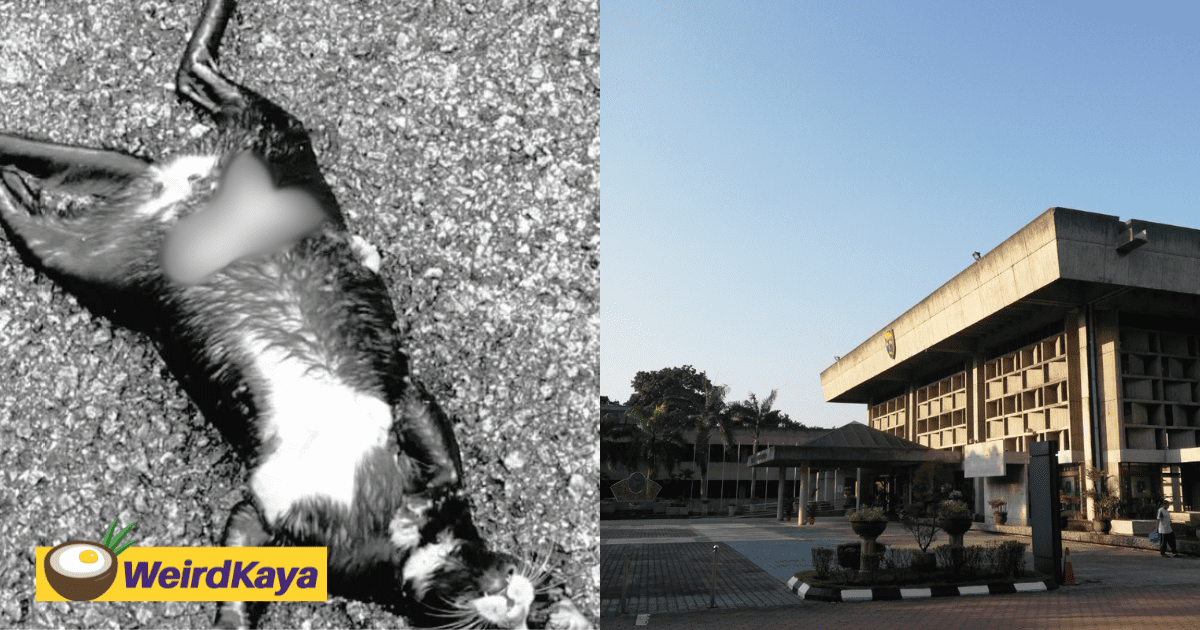 Another Cat Found Dead With Stomach Slashed Open At UM