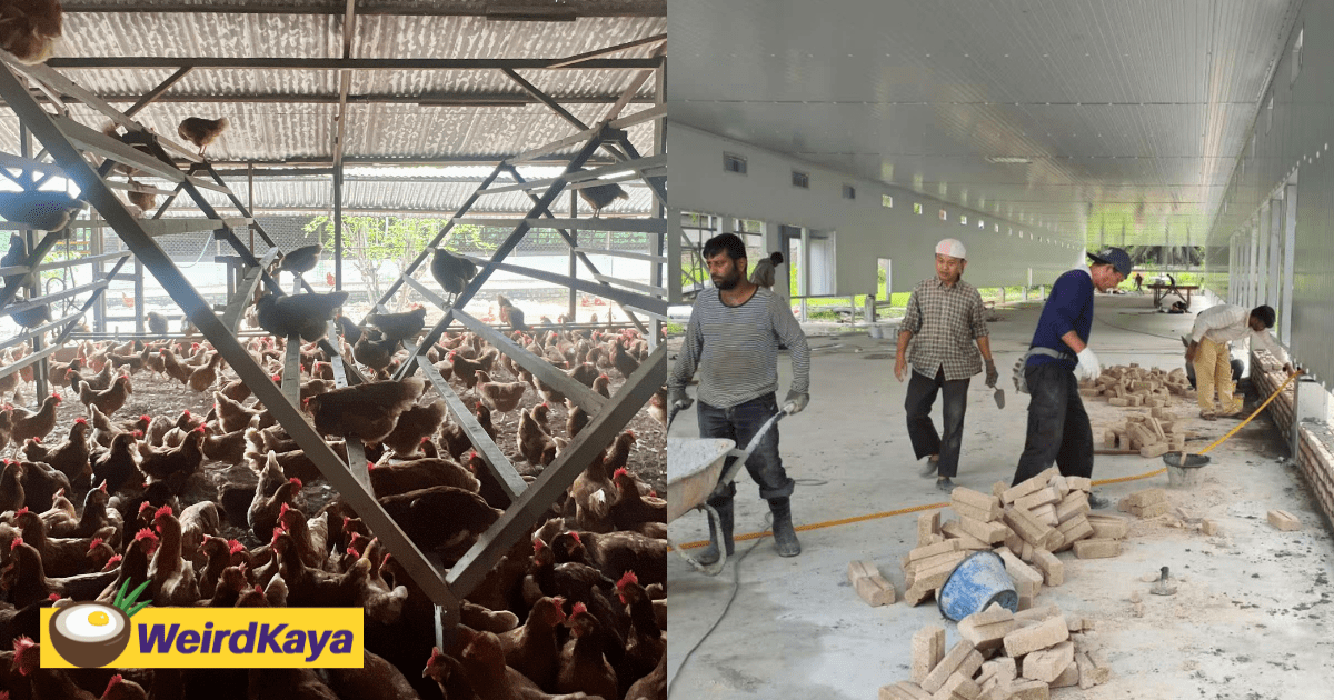 Leading Cage-free Egg Producer Liangkee To Expand Operations Fivefold To Meet Growing Demand