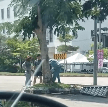 Liau Hai Keong cutting down 50yo tree