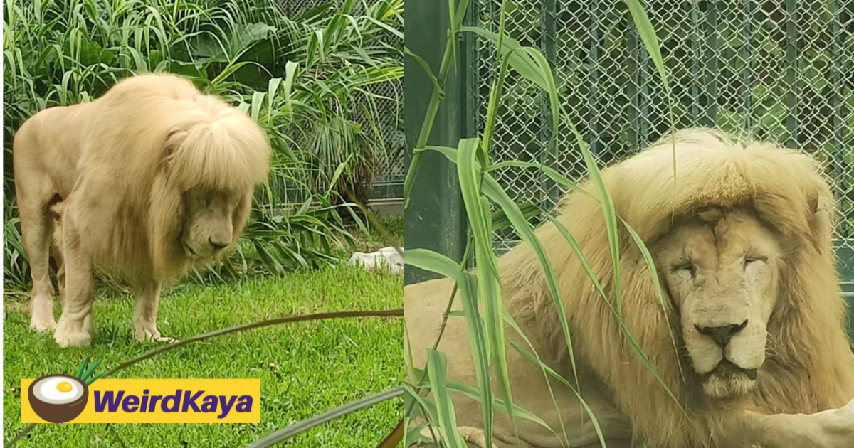 Lion with stylish fringe spotted at guangzhou zoo, staff denies grooming its mane | weirdkaya