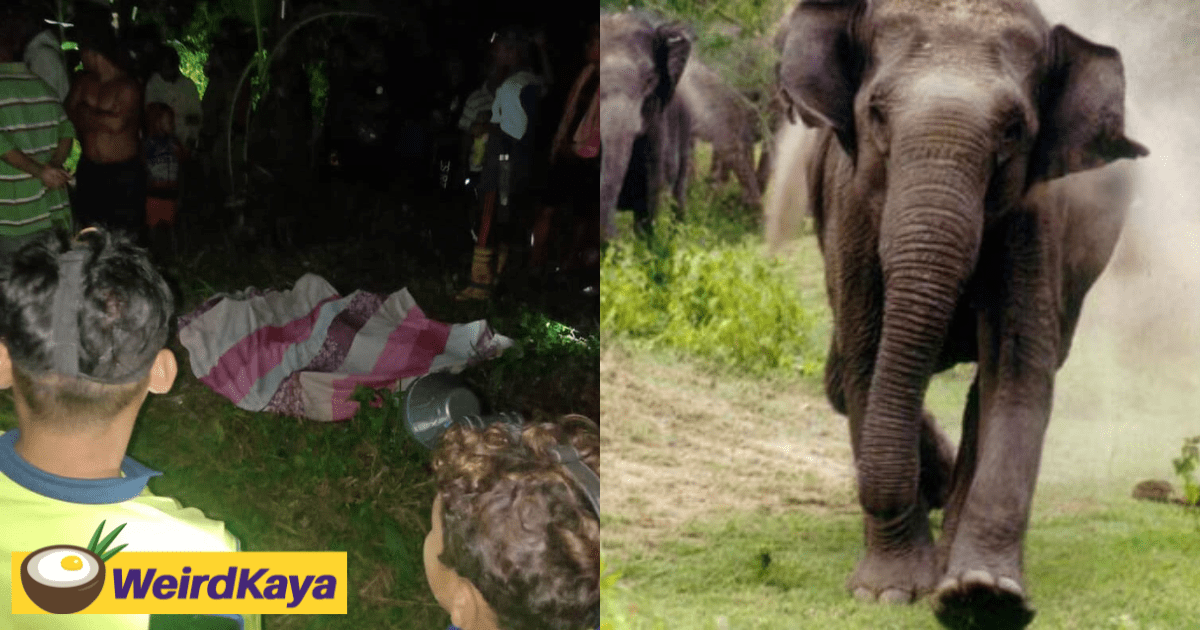 Orang Asli Mother Of 7 Kids Trampled To Death By Wild Elephant
