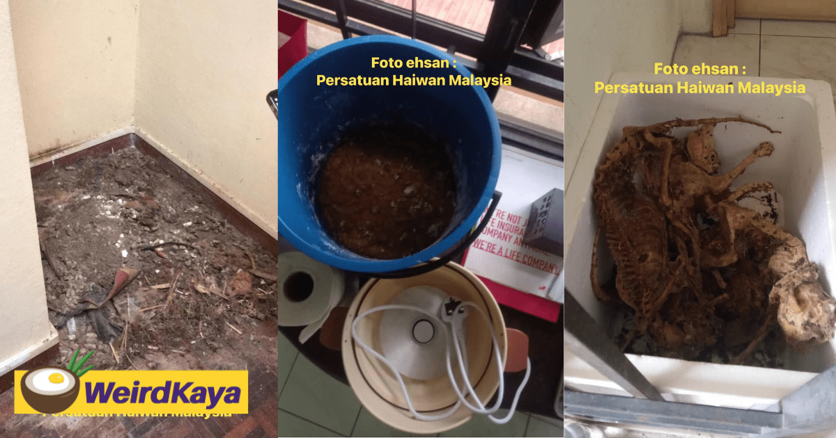 M'sian Owner Discovers Cat Carcasses And Organs At Cheras Condo, 31yo Tenant Arrested