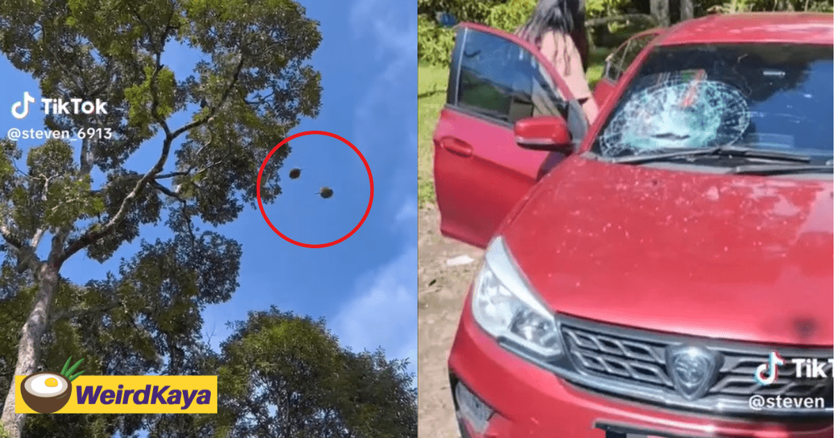 M'sian Driver's Windscreen Gets Smashed After Durian Falls Off Tree And Lands Right On Top