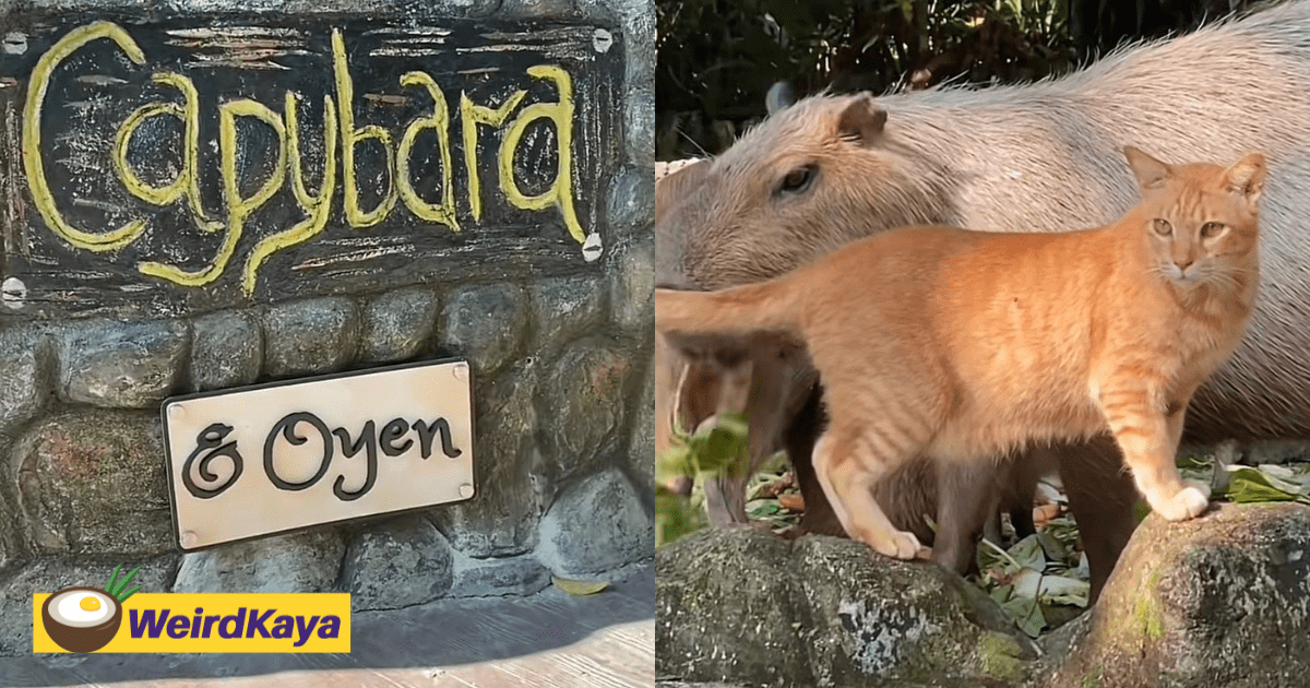 Oyen Which Frequently Hung Out With Capybaras At Zoo Negara Gets Its Very Own Sign
