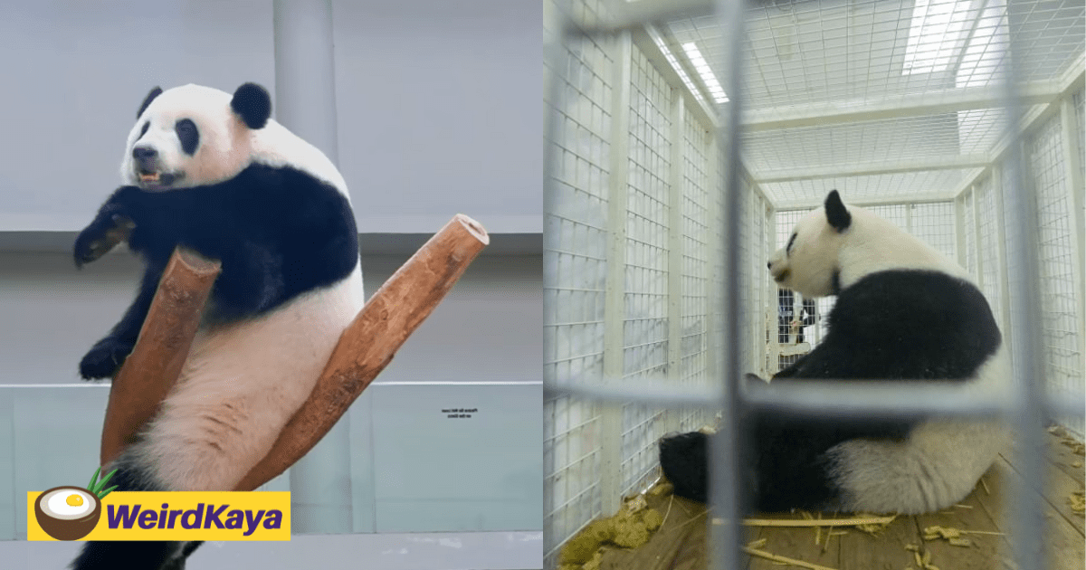 "Thank You, Yi Yi & Sheng Yi" - Zoo Negara Pens Touching Goodbye Note To Pandas Returning to China