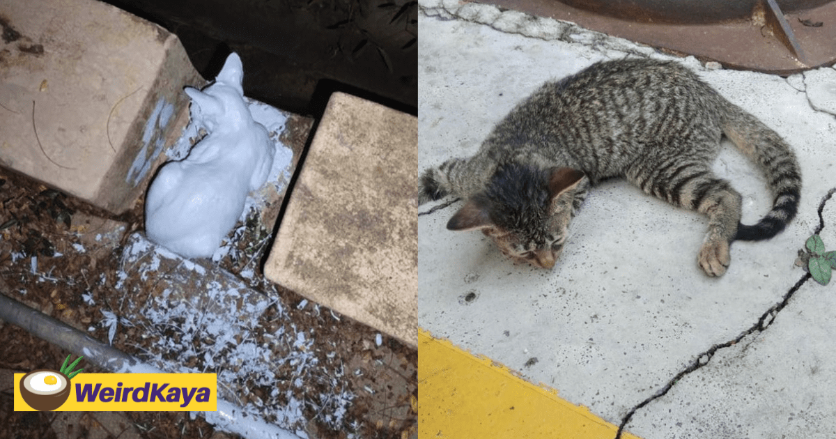 Kitten Drenched In White Paint Struggles To Breathe, NGO Offers RM3k For Info On Abuser