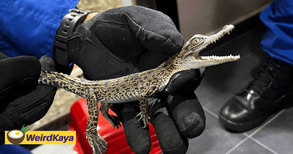 65yo M’sian Woman Bitten By 'Monitor Lizard' Shocked to Discover It Was A Baby Crocodile