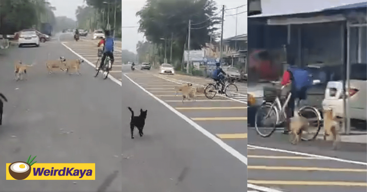 Johor Boy Nearly Knocked Down By Car While Trying To Flee From Stray Dogs