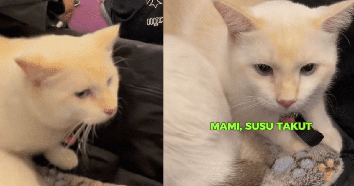 Viral Video Shows Cat Terrified Upon Seeing Giant Malamute Dog At Pet Expo