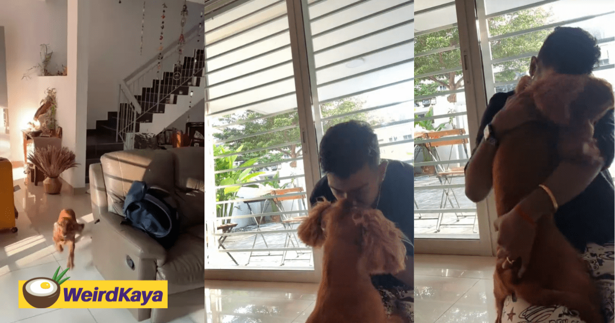 M'sian Man Reunites With Dog After 3 Weeks And It's The Sweetest Thing Ever