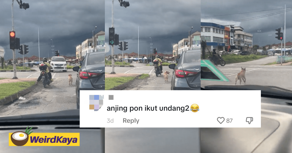 'Even It Follows The Rules' — M'sians Amused To See Stray Dog Waiting For Traffic Light To Turn Green