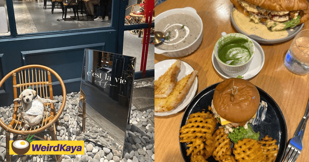 I Regret Going To A Pet Friendly Cafe In Puchong, Here's Why