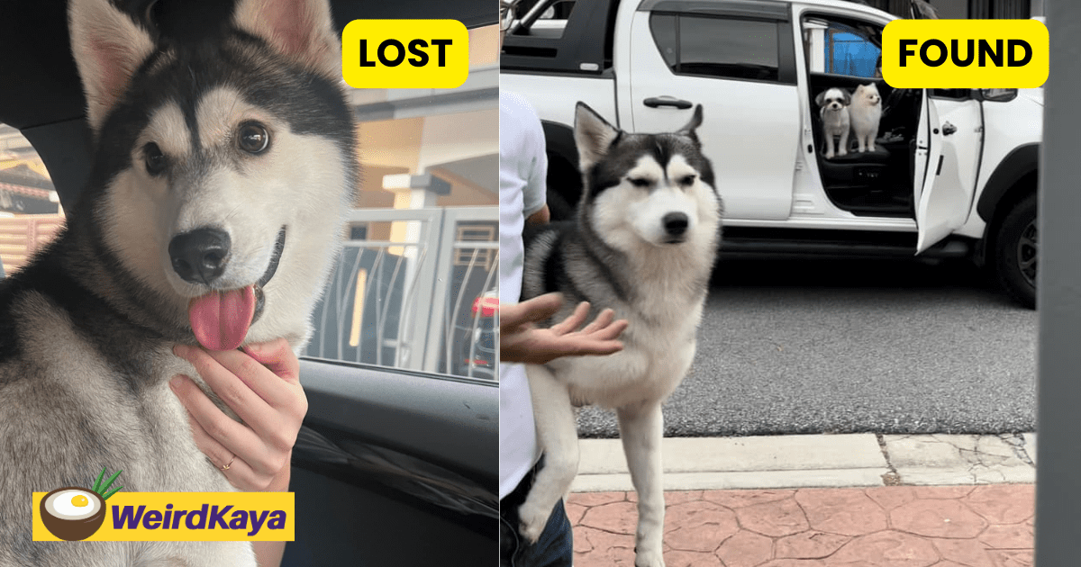 M'sian Woman Reunites Lost Husky With Owner But It Doesn't Look Too Thrilled