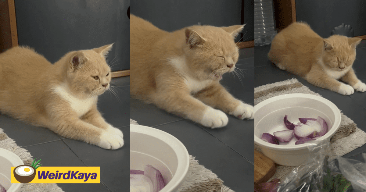 'I Can Do This' - Oyen Endures Onion Fumes To Stay Loyal With Owner In Kitchen