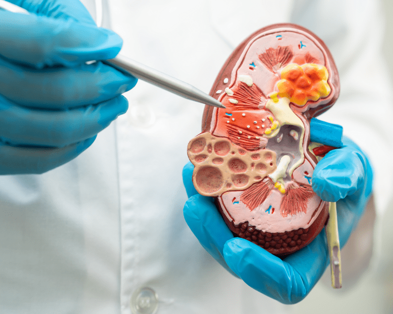 kidney illustration