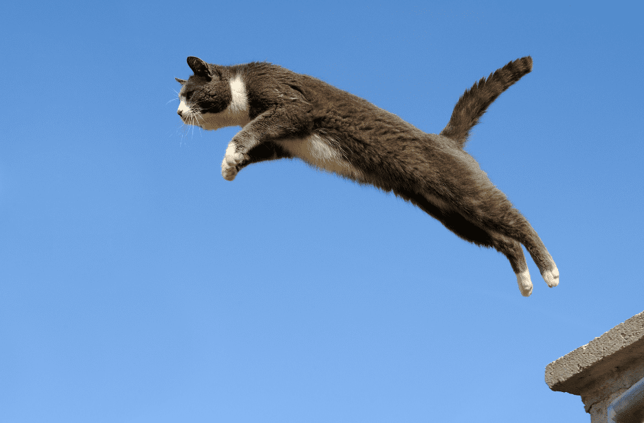 flying cat