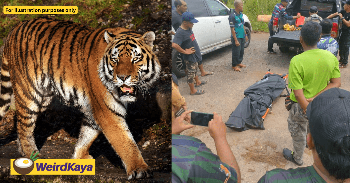 M'sian Man Mauled By Tiger While Going To The Toilet, Dies Of Severe Injuries